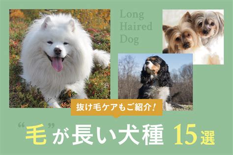 毛長|【毛が長い犬15選】大型犬から小型犬の毛が長い犬・。